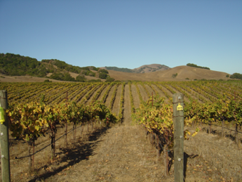 Chileno Valley Vineyard
