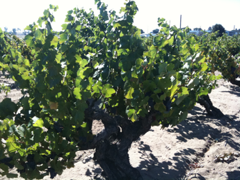 Zinfandel Vines