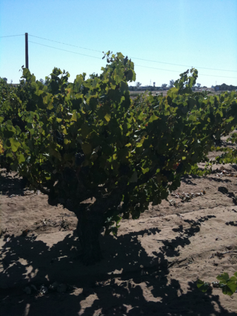 Syrah Vines